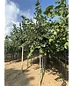 Krimlinde 'Euchlora' | Tilia europaea 'Euchlora'