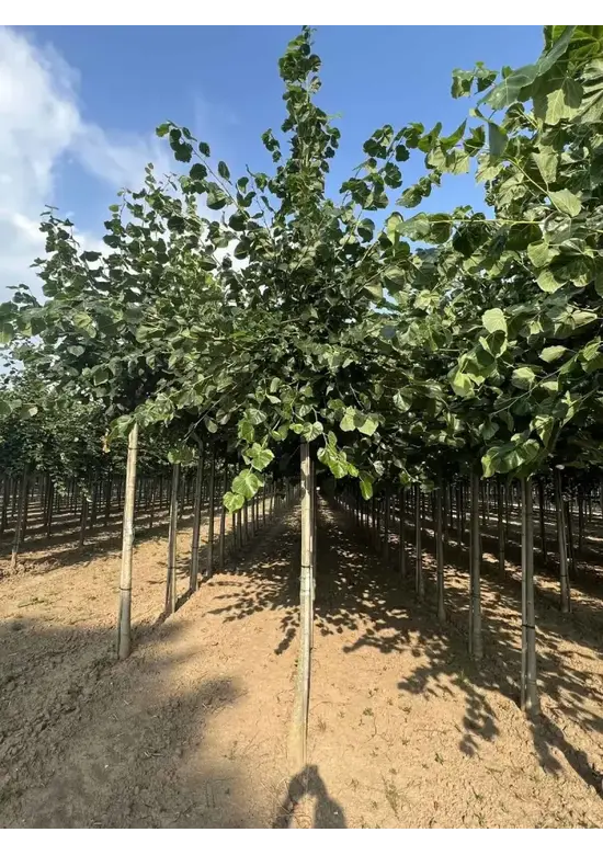 Krimlinde 'Euchlora' | Tilia europaea 'Euchlora'