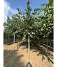Krimlinde 'Euchlora' | Tilia europaea 'Euchlora'