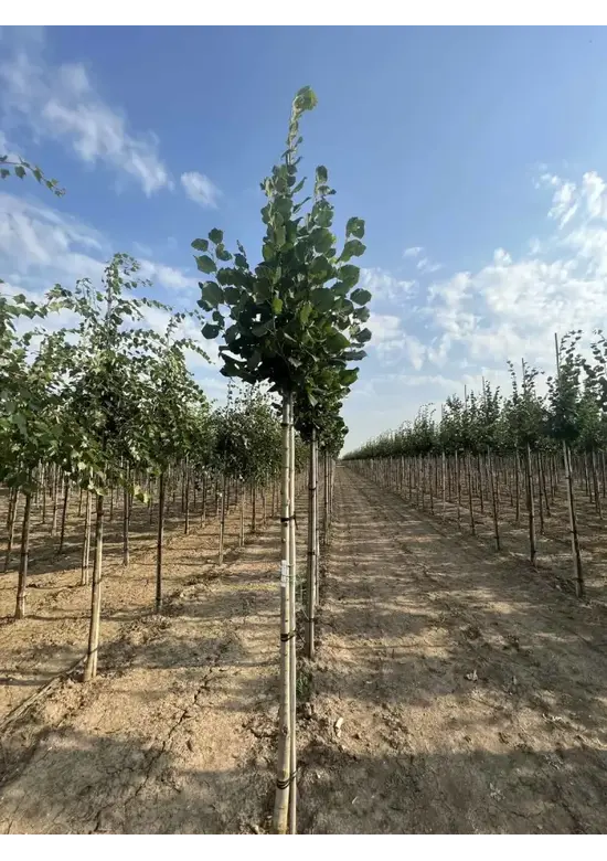 Großblättrige Sommerlinde 'Örebro' | Tilia platyphyllos 'Örebro'