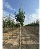 Großblättrige Sommerlinde 'Örebro' | Tilia platyphyllos 'Örebro'