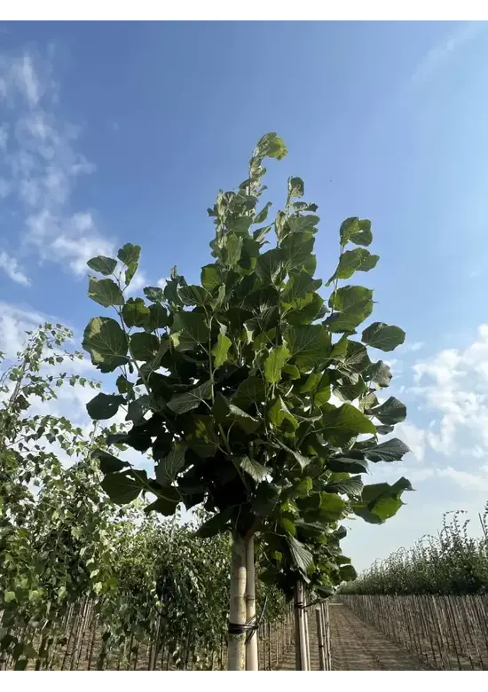 Großblättrige Sommerlinde 'Örebro' | Tilia platyphyllos 'Örebro'