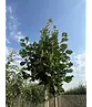 Großblättrige Sommerlinde 'Örebro' | Tilia platyphyllos 'Örebro'