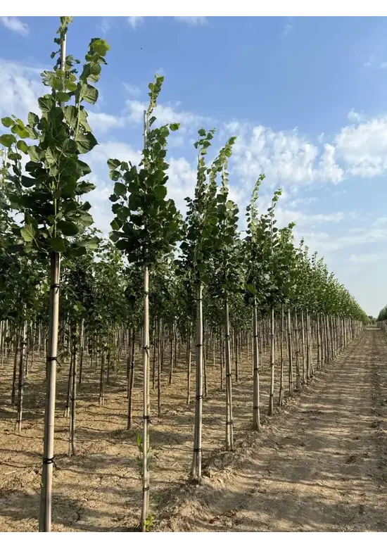 Großblättrige Sommerlinde 'Örebro' | Tilia platyphyllos 'Örebro'