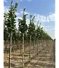 Großblättrige Sommerlinde 'Örebro' | Tilia platyphyllos 'Örebro'