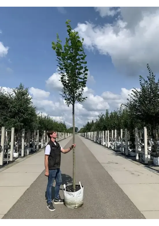 Großblättrige Sommerlinde 'Örebro' | Tilia platyphyllos 'Örebro'