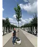 Großblättrige Sommerlinde 'Örebro' | Tilia platyphyllos 'Örebro'