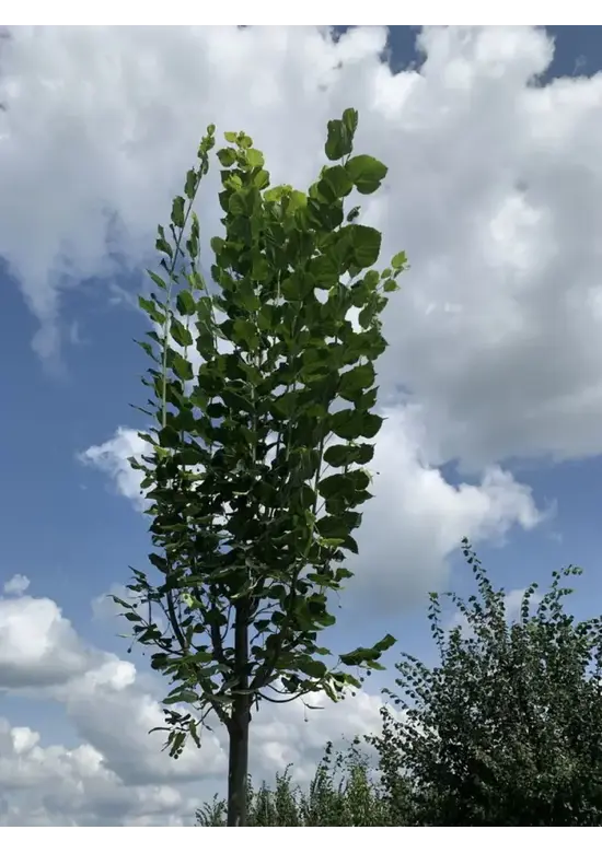 Großblättrige Sommerlinde 'Örebro' | Tilia platyphyllos 'Örebro'