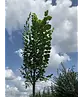 Großblättrige Sommerlinde 'Örebro' | Tilia platyphyllos 'Örebro'
