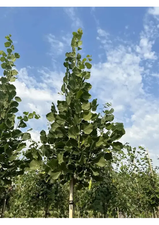 Großblättrige Sommerlinde 'Örebro' | Tilia platyphyllos 'Örebro'