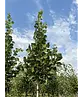 Großblättrige Sommerlinde 'Örebro' | Tilia platyphyllos 'Örebro'