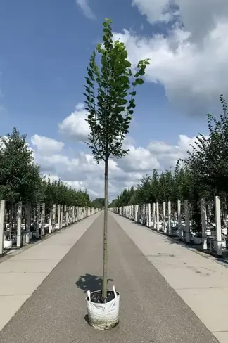 Großblättrige Sommerlinde 'Örebro' | Tilia platyphyllos 'Örebro'