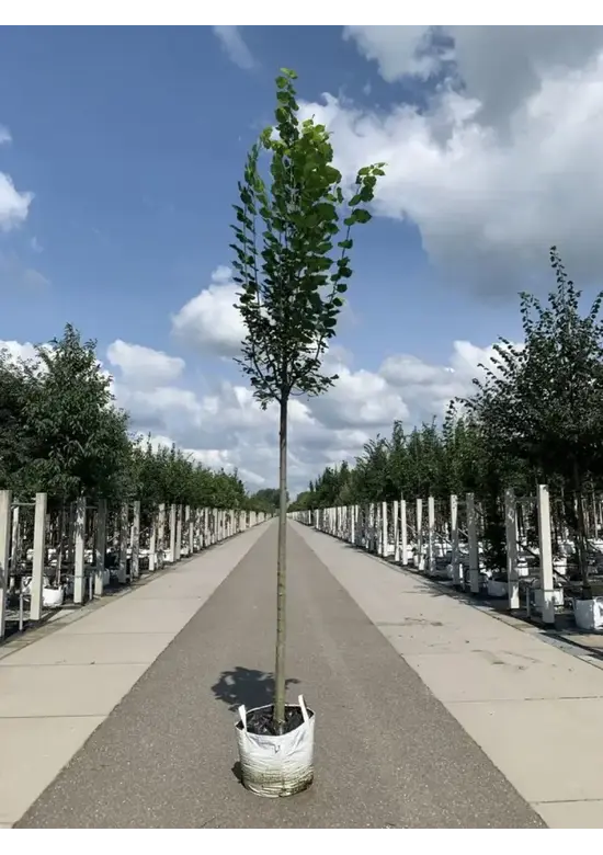 Großblättrige Sommerlinde 'Örebro' | Tilia platyphyllos 'Örebro'