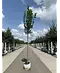 Großblättrige Sommerlinde 'Örebro' | Tilia platyphyllos 'Örebro'