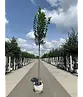 Großblättrige Sommerlinde 'Örebro' | Tilia platyphyllos 'Örebro'
