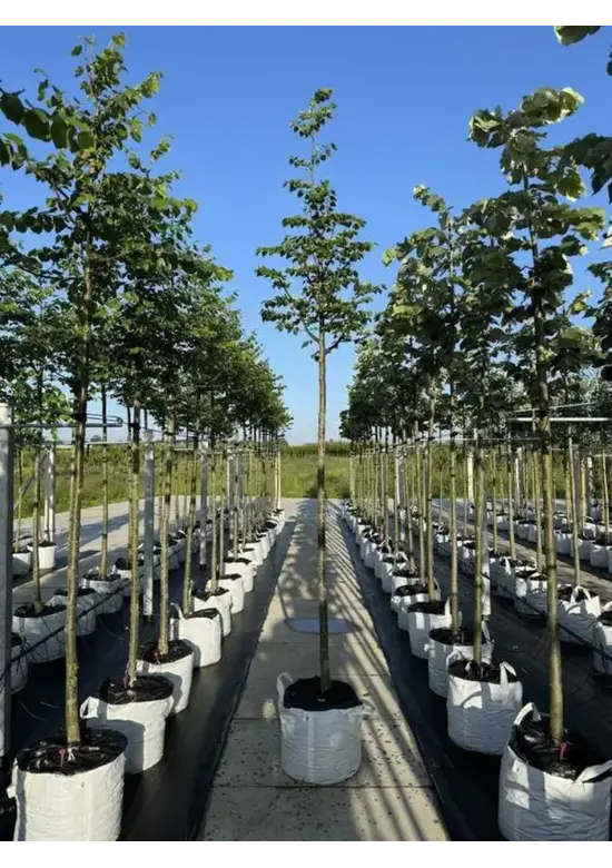 Winter-Linde 'Böhlje' | Tilia cordata 'Böhlje'