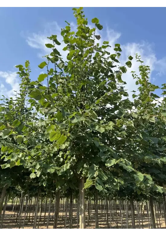 Winter-Linde 'Böhlje' | Tilia cordata 'Böhlje'