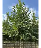 Winter-Linde 'Böhlje' | Tilia cordata 'Böhlje'