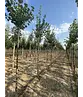 Winter-Linde 'Böhlje' | Tilia cordata 'Böhlje'