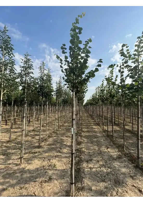 Winter-Linde 'Böhlje' | Tilia cordata 'Böhlje'