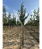 Winter-Linde 'Böhlje' | Tilia cordata 'Böhlje'