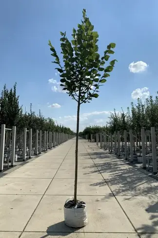 Sommerlinde 'Rubra' | Tilia platyphyllos 'Rubra'