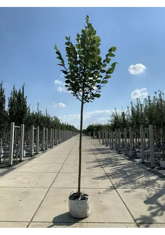 Sommerlinde 'Rubra' | Tilia platyphyllos 'Rubra'