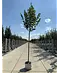 Sommerlinde 'Rubra' | Tilia platyphyllos 'Rubra'