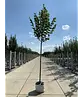 Sommerlinde 'Rubra' | Tilia platyphyllos 'Rubra'