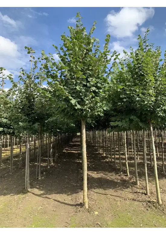 Sommerlinde 'Rubra' | Tilia platyphyllos 'Rubra'