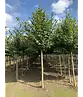 Sommerlinde 'Rubra' | Tilia platyphyllos 'Rubra'