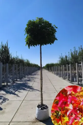 Kugelamberbaum | Liquidambar styraciflua 'Gumball'