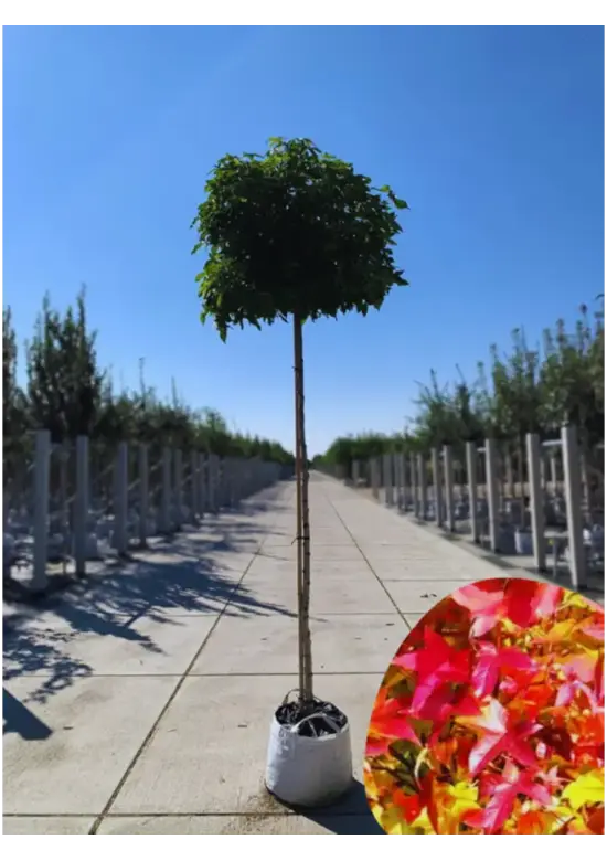 Kugelamberbaum  | Liquidambar styraciflua 'Gumball'