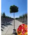 Kugelamberbaum  | Liquidambar styraciflua 'Gumball'