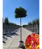 Kugelamberbaum  | Liquidambar styraciflua 'Gumball'