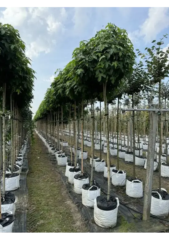 Kugelamberbaum  | Liquidambar styraciflua 'Gumball'