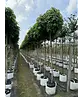 Kugelamberbaum  | Liquidambar styraciflua 'Gumball'