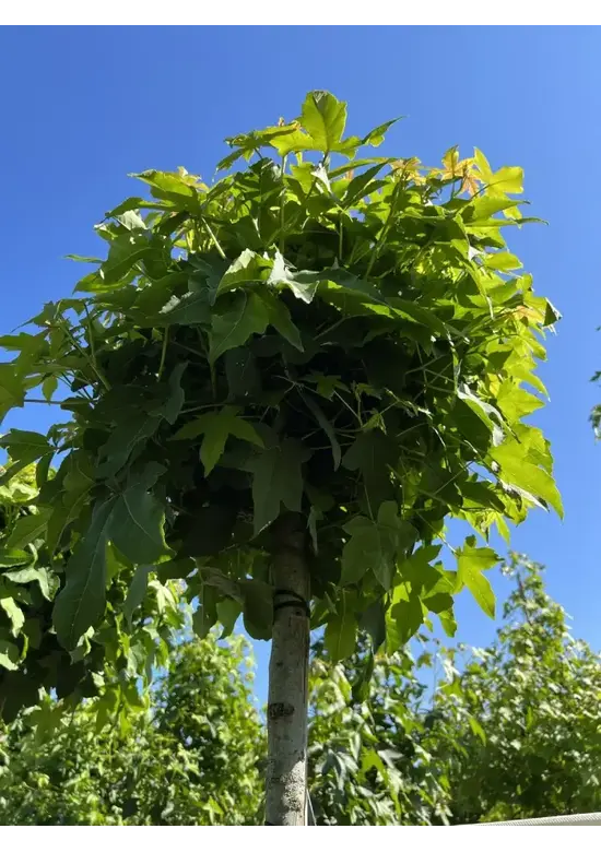 Kugelamberbaum  | Liquidambar styraciflua 'Gumball'