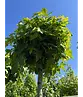 Kugelamberbaum  | Liquidambar styraciflua 'Gumball'