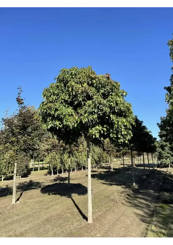 Kugelamberbaum  | Liquidambar styraciflua 'Gumball'