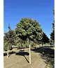 Kugelamberbaum  | Liquidambar styraciflua 'Gumball'