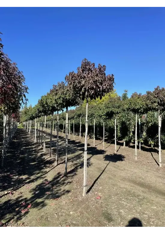 Kugelamberbaum  | Liquidambar styraciflua 'Gumball'