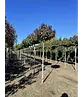 Kugelamberbaum  | Liquidambar styraciflua 'Gumball'