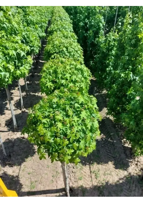 Kugelamberbaum  | Liquidambar styraciflua 'Gumball'