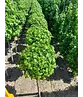 Kugelamberbaum  | Liquidambar styraciflua 'Gumball'