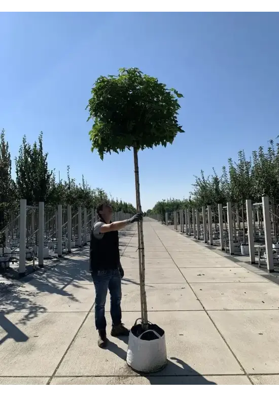 Kugelamberbaum  | Liquidambar styraciflua 'Gumball'