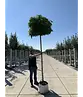 Kugelamberbaum  | Liquidambar styraciflua 'Gumball'