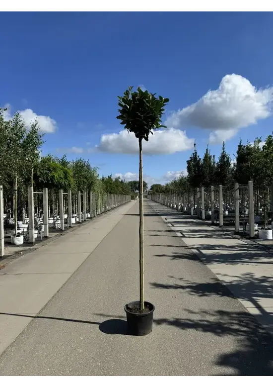 Kugel-Lorbeerbaum 'Etna' | Prunus laurocerasus 'Etna' (Anbri)