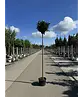 Kugel-Lorbeerbaum 'Etna' | Prunus laurocerasus 'Etna' (Anbri)