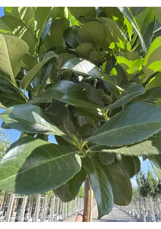 Kugel-Lorbeerbaum 'Etna' | Prunus laurocerasus 'Etna' (Anbri)